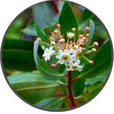 Catuaba Bark Extract – VlgRX Plus ® Official Site