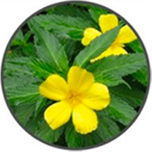 Damiana – VlgRX Plus ® Official Site
