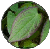 Epimedium Leaf Extract – VlgRX Plus ® Official Site