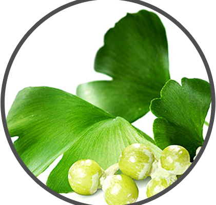 Ginkgo Biloba – VlgRX Plus ® Official Site