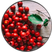 Hawthorn Berry – VlgRX Plus ® Official Site