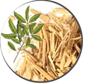 Muira Pauma Bark Extract – VlgRX Plus ® Official Site