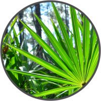 Saw Palmetto – VlgRX Plus ® Official Site