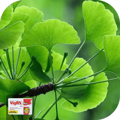 Ginkgo Biloba