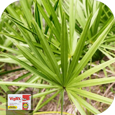 Saw Palmetto